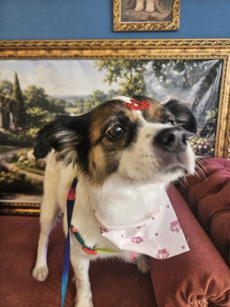 Princesa na Realeza Pets, foto 10