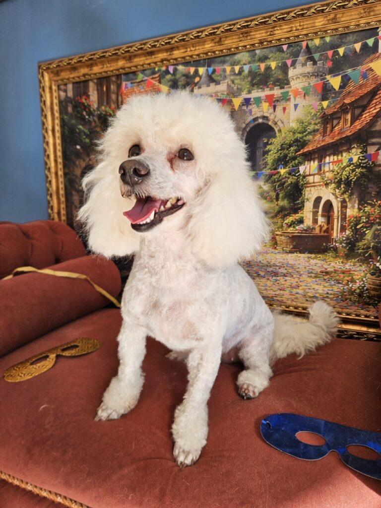 Bela da Silva Lopes, Poodle atendido na Realeza Pets