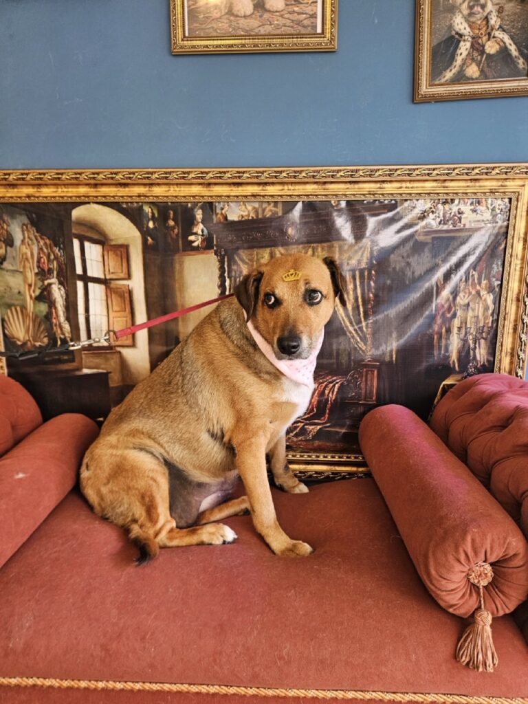 Dinda na Realeza Pets, foto 6