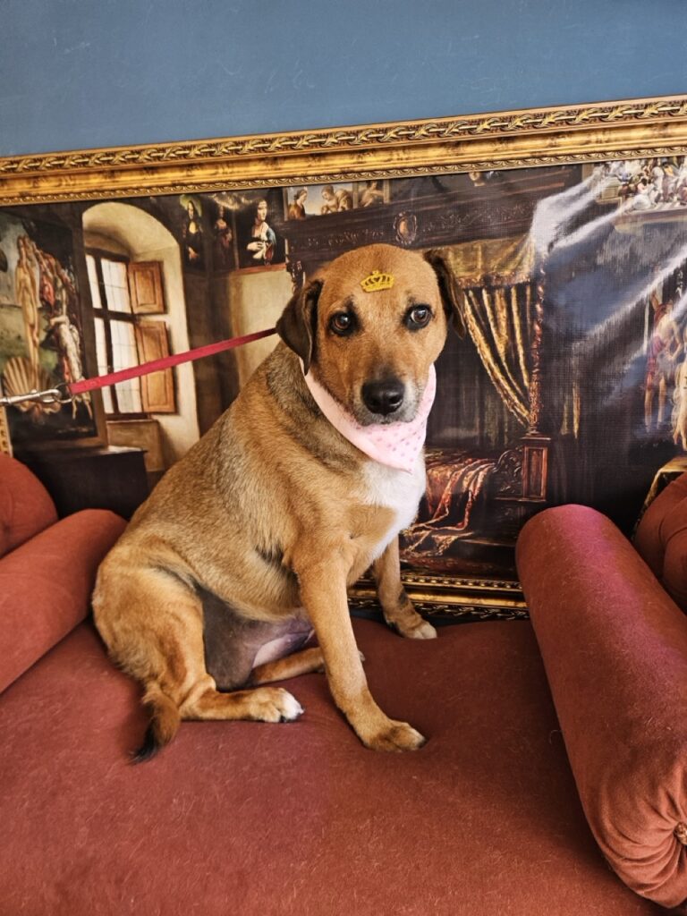 Dinda na Realeza Pets, foto 7