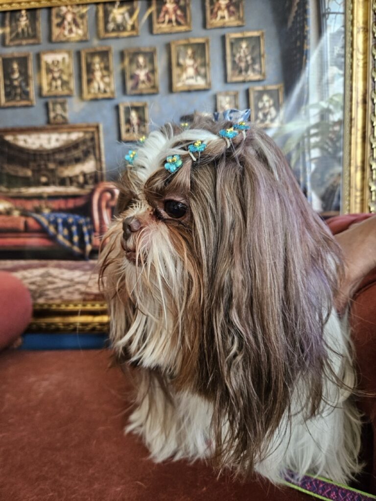 Leia na Realeza Pets, foto 24