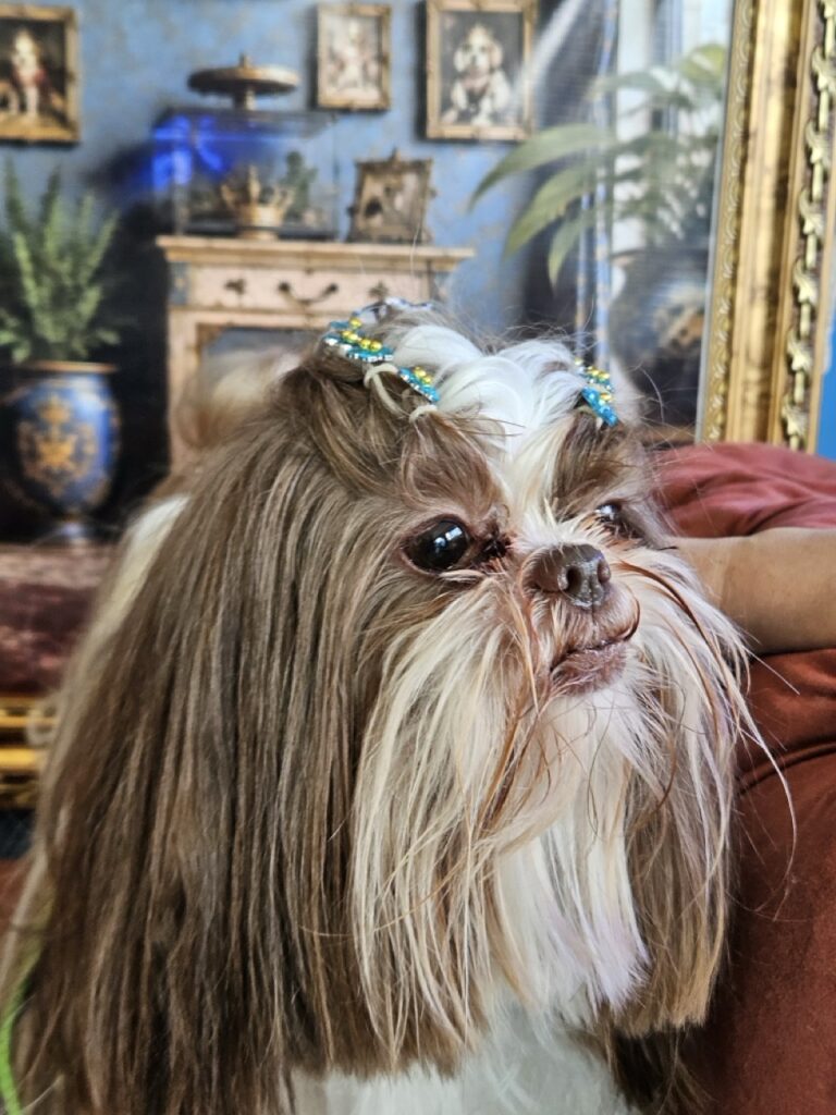 Leia na Realeza Pets, foto 25