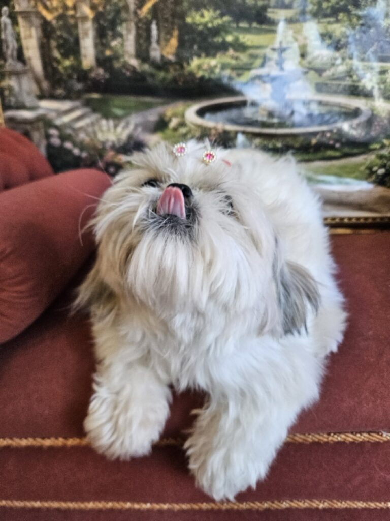 Brisa na Realeza Pets, foto 16