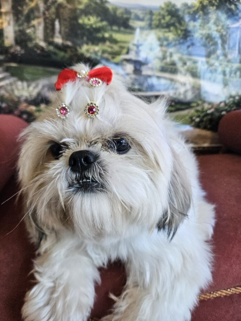 Brisa na Realeza Pets, foto 17