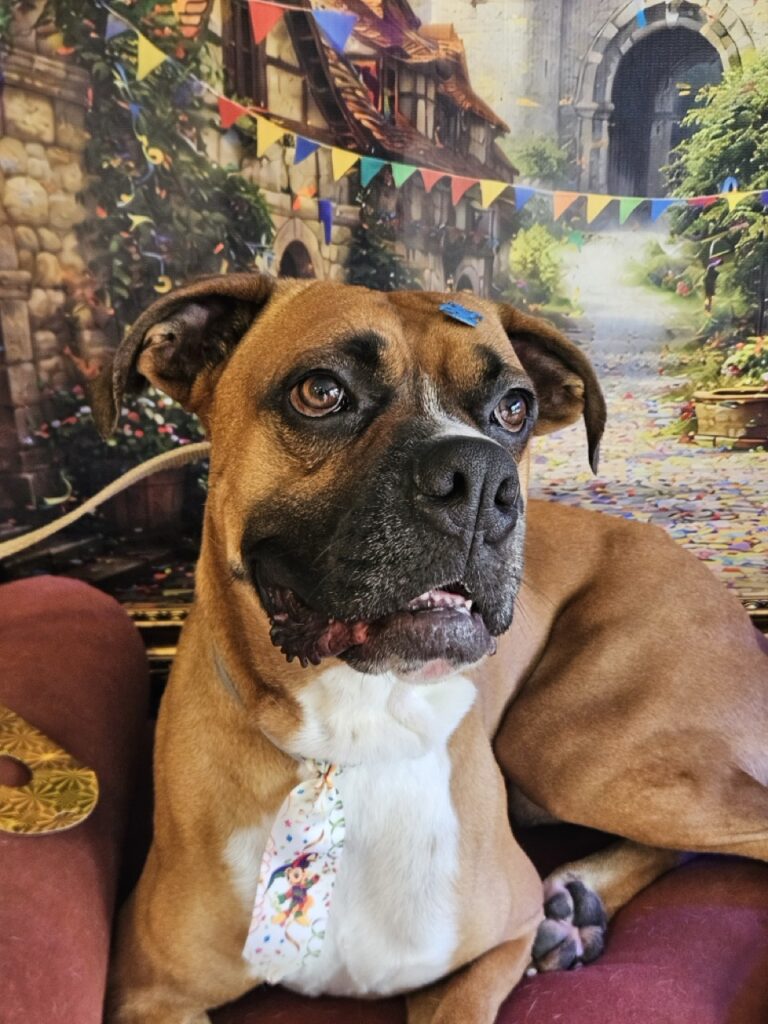 Billy, Boxer atendido na Realeza Pets
