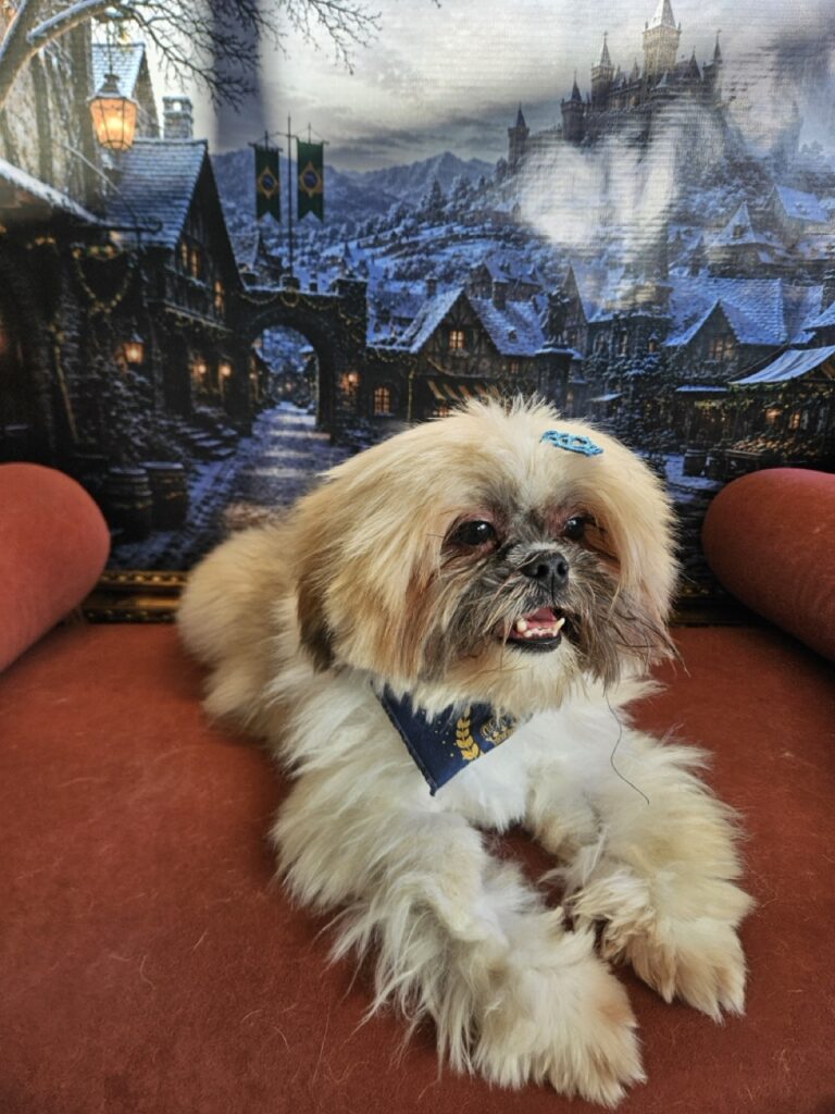 Balu na Realeza Pets, foto 7