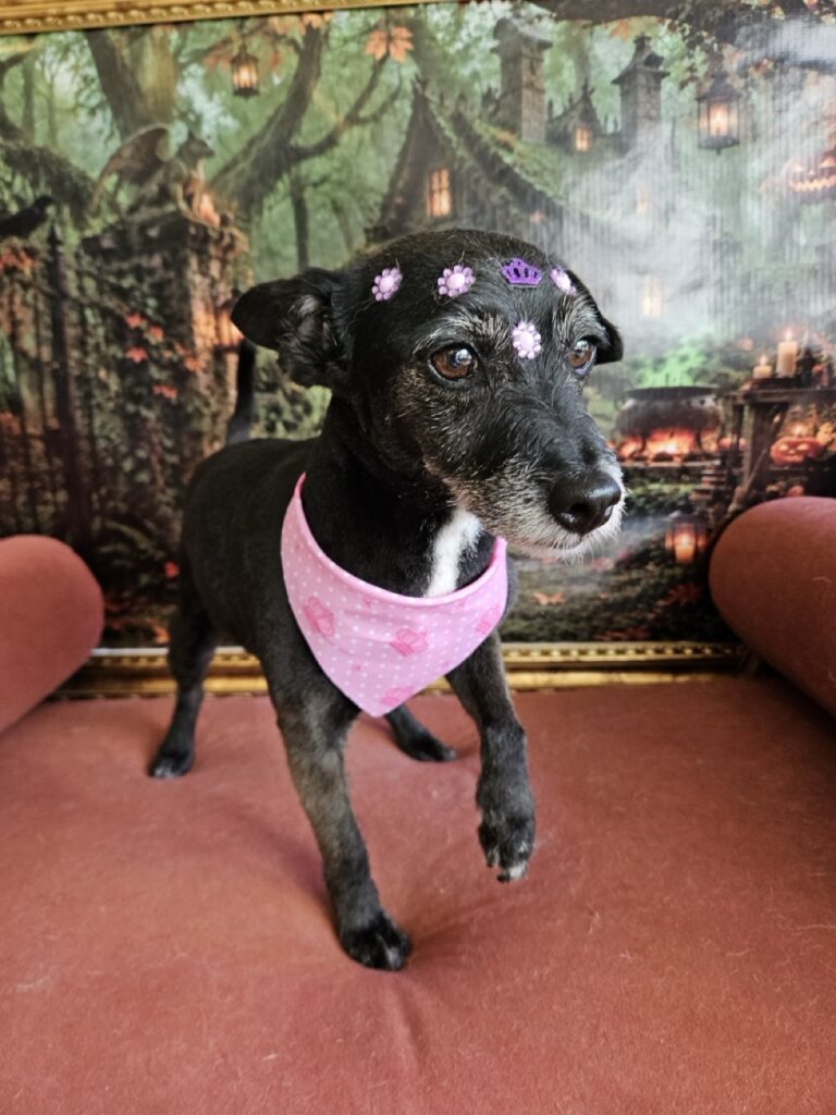Lady, SRD atendido na Realeza Pets