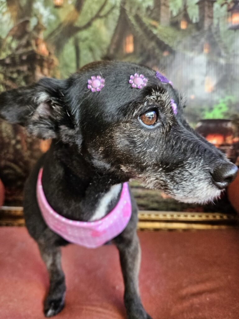 Lady na Realeza Pets, foto 7