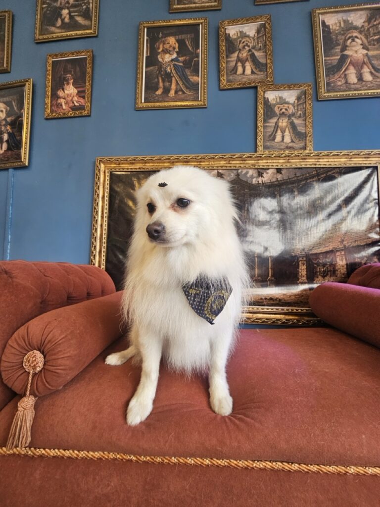 Dior na Realeza Pets, foto 14