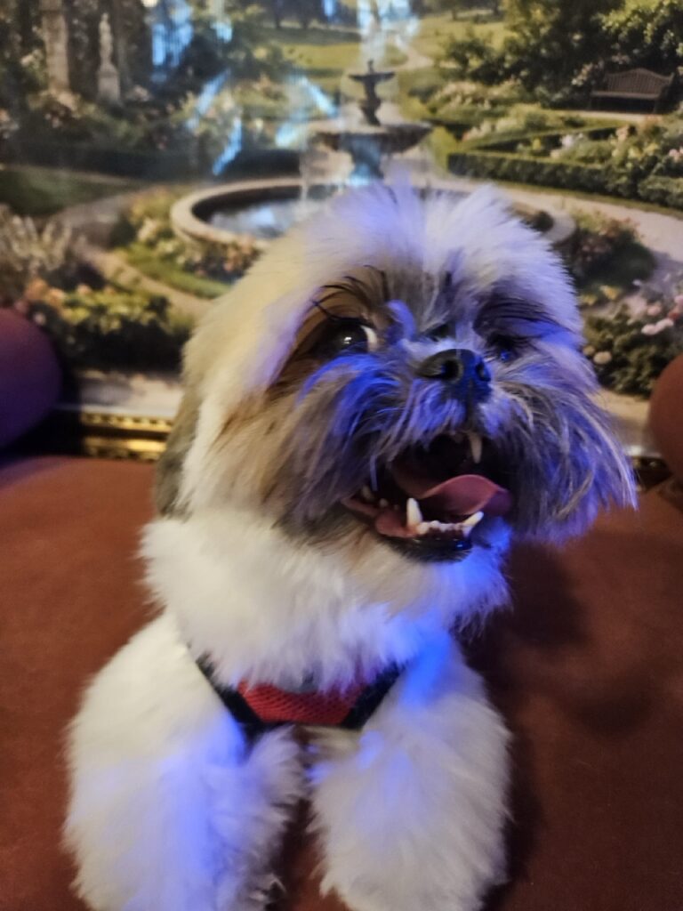 Balu na Realeza Pets, foto 5