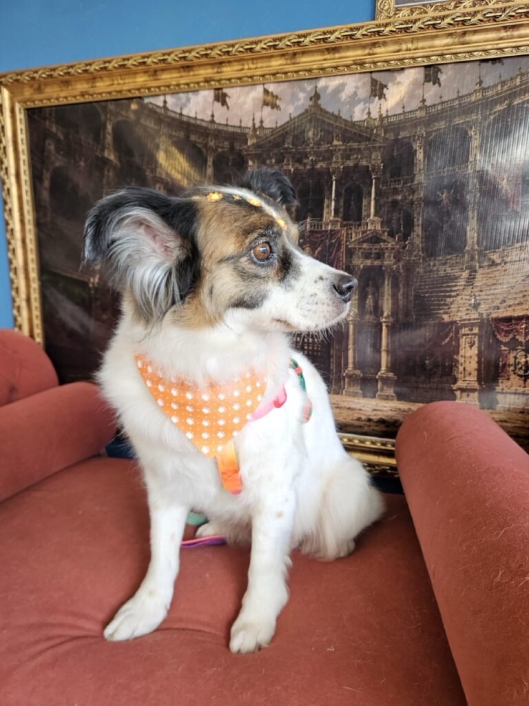 Princesa na Realeza Pets, foto 26