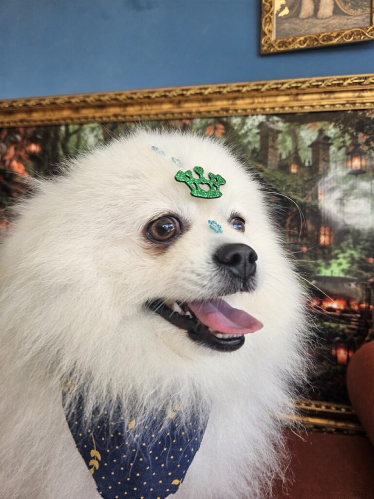Fred na Realeza Pets, foto 46