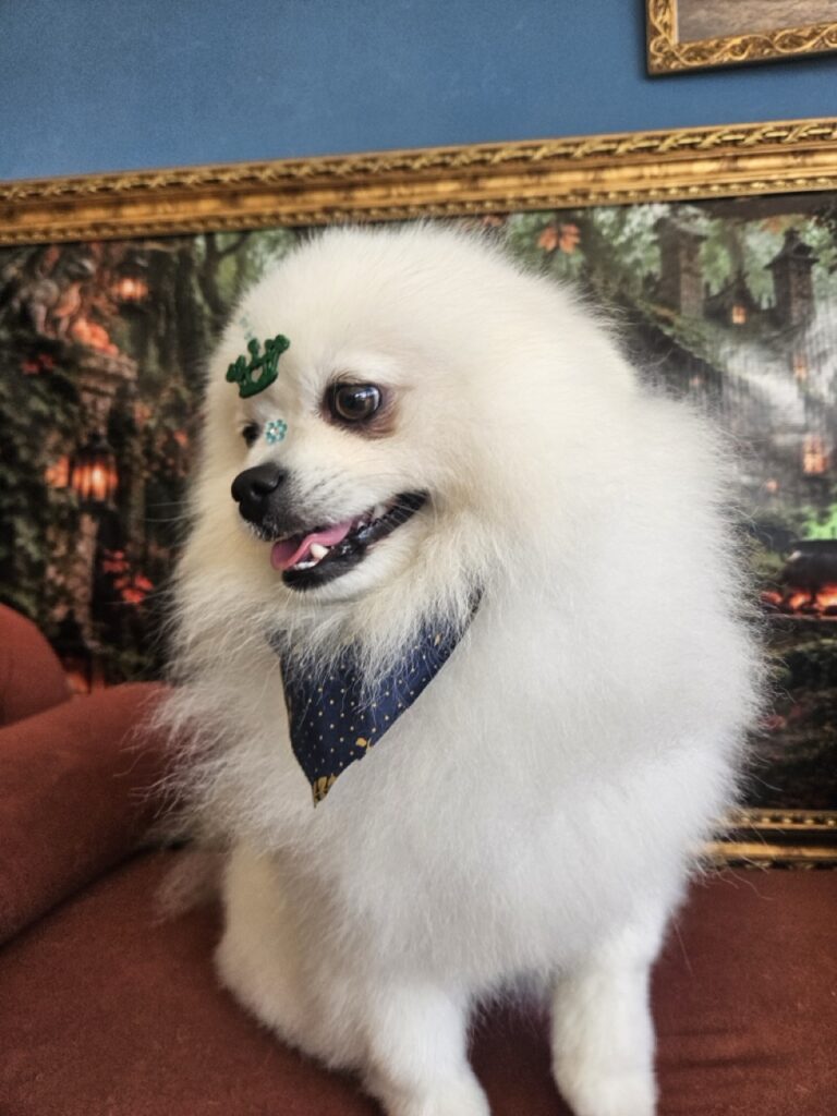 Fred na Realeza Pets, foto 47