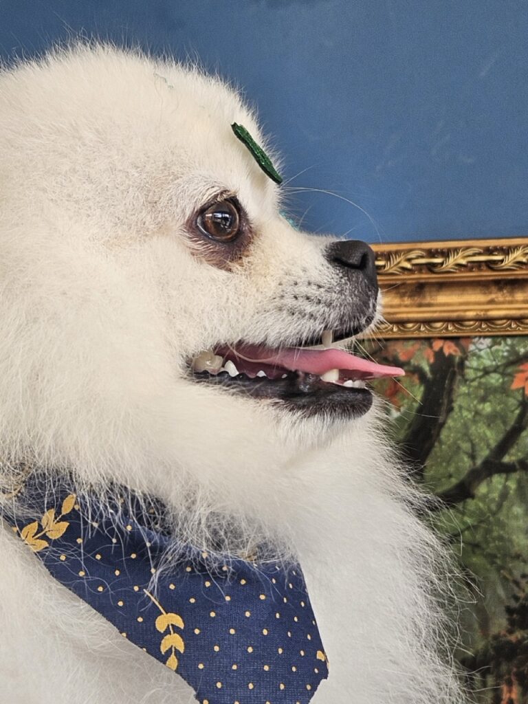 Fred na Realeza Pets, foto 48