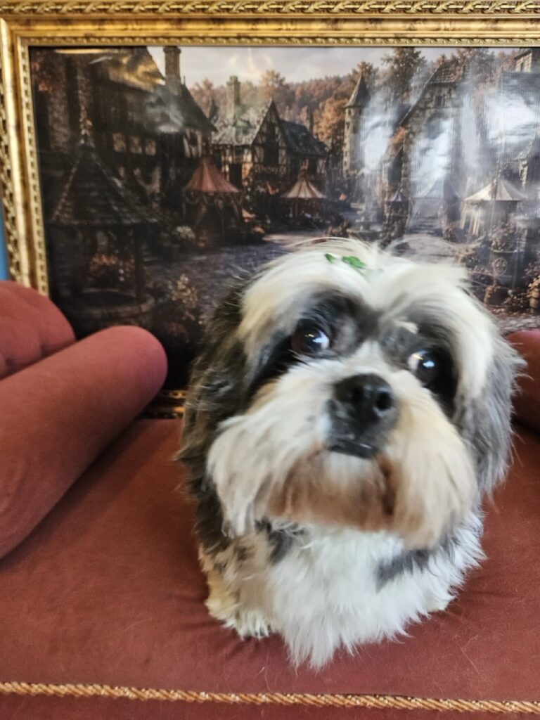 Thor na Realeza Pets, foto 9