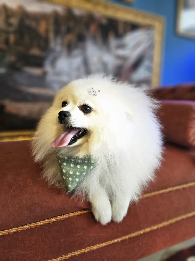 Fred na Realeza Pets, foto 16