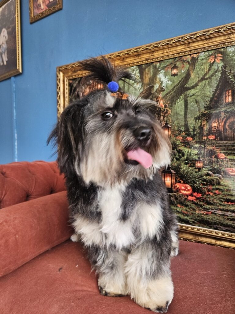 Bradok na Realeza Pets, foto 10
