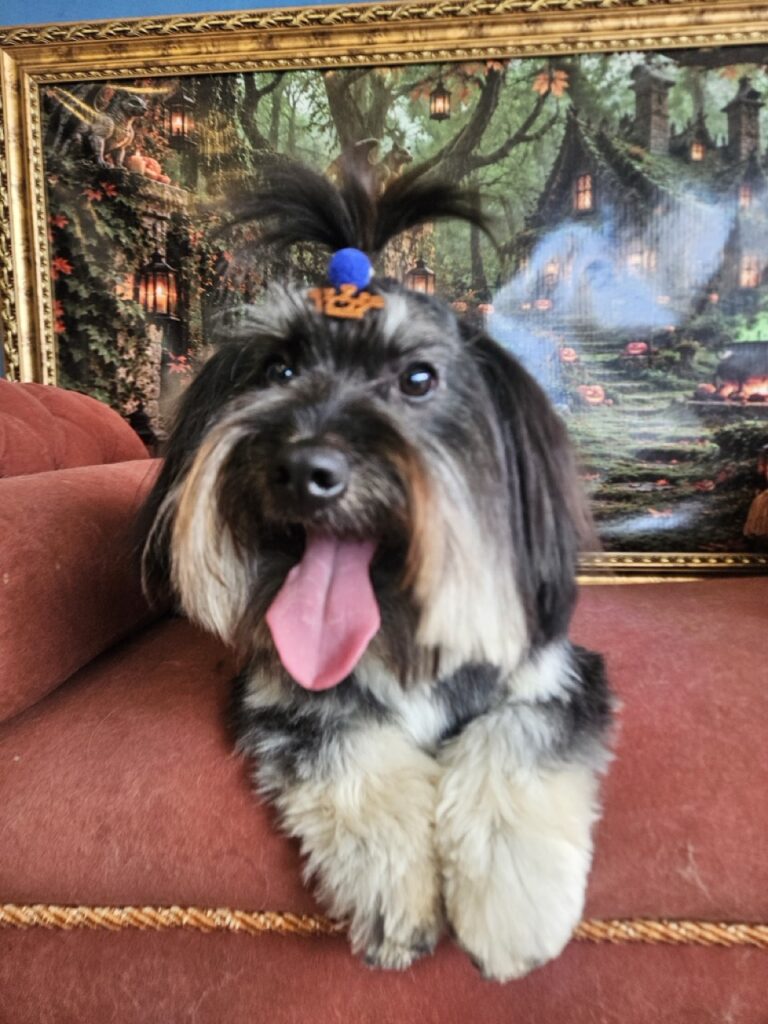 Bradok na Realeza Pets, foto 11