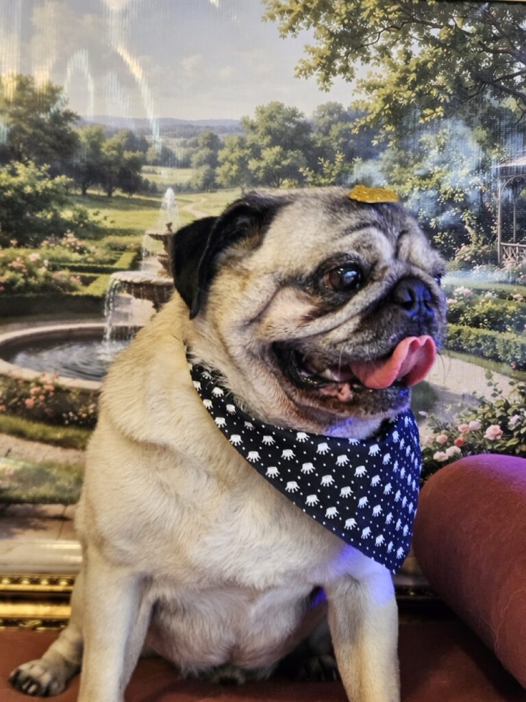 Bartolomeu na Realeza Pets, foto 6