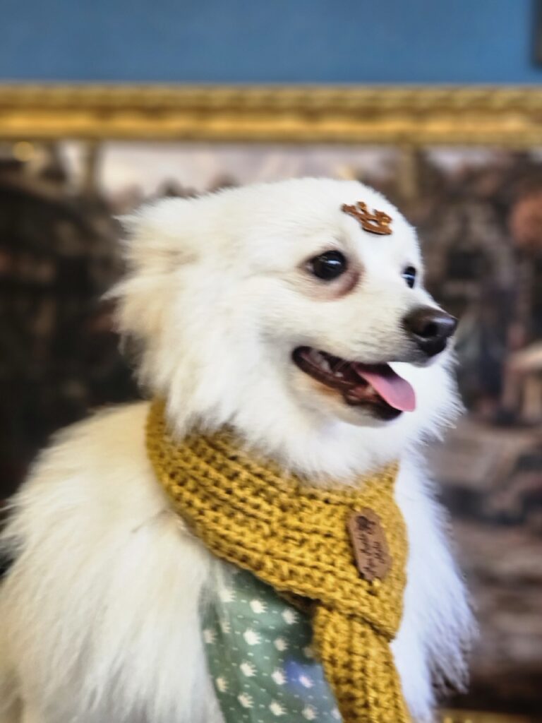 Dior na Realeza Pets, foto 10