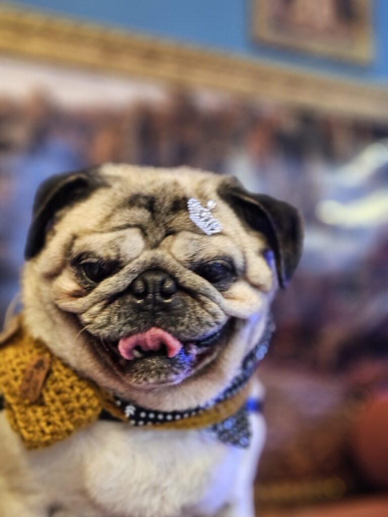Bartolomeu, Pug atendido na Realeza Pets