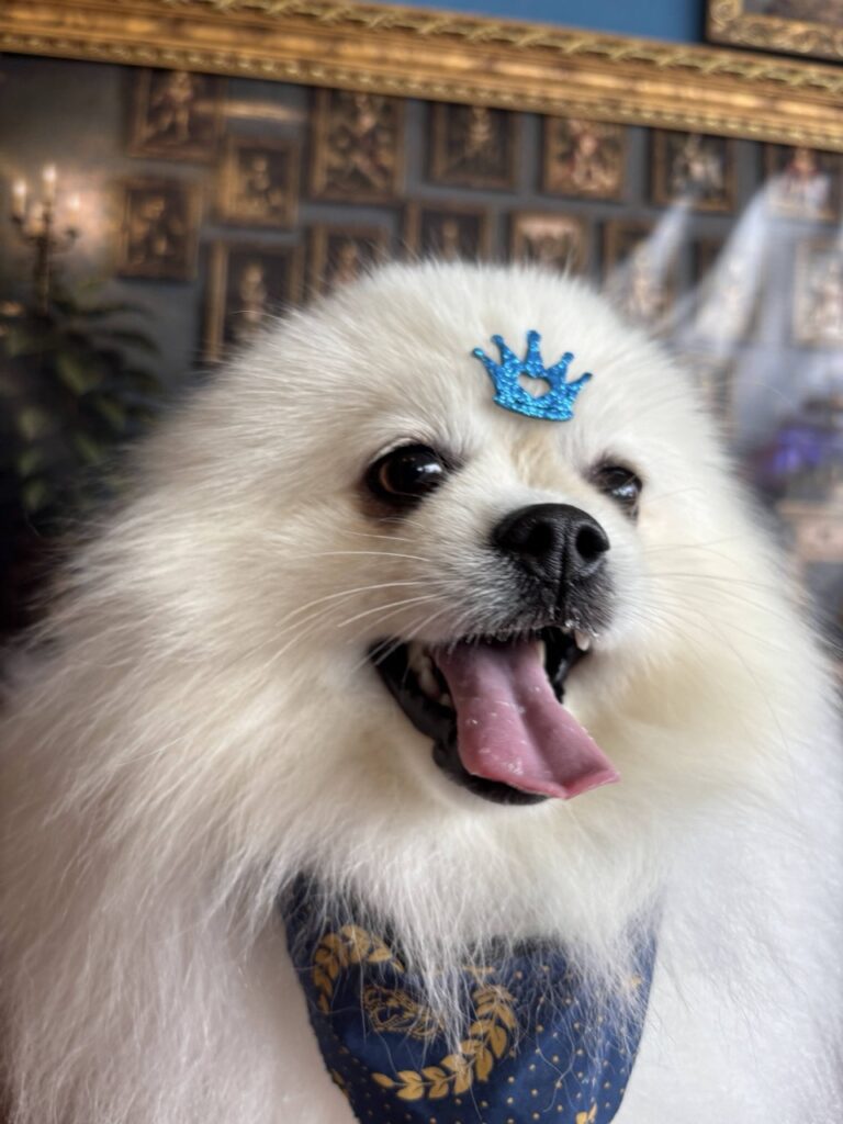 Fred na Realeza Pets, foto 38