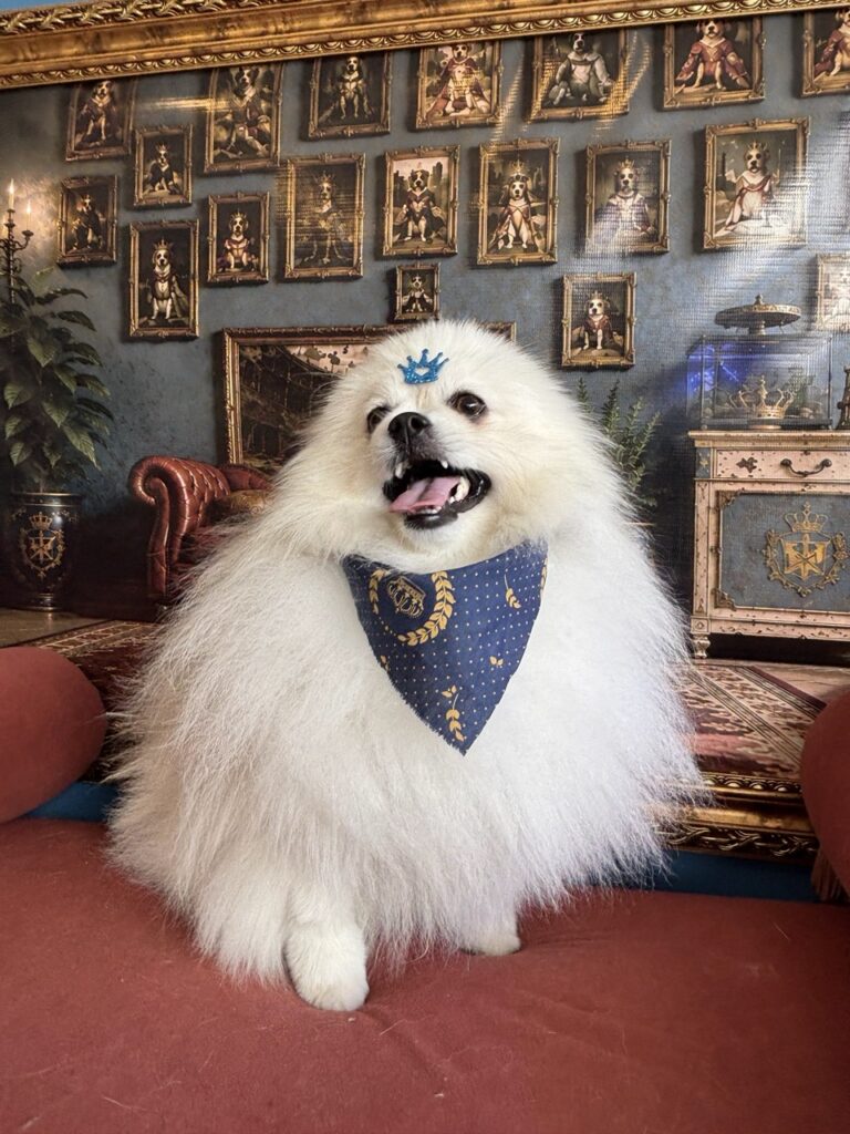 Fred na Realeza Pets, foto 39