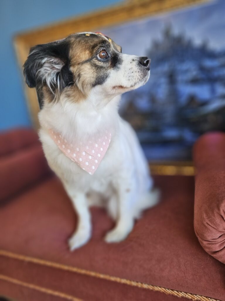 Princesa na Realeza Pets, foto 22