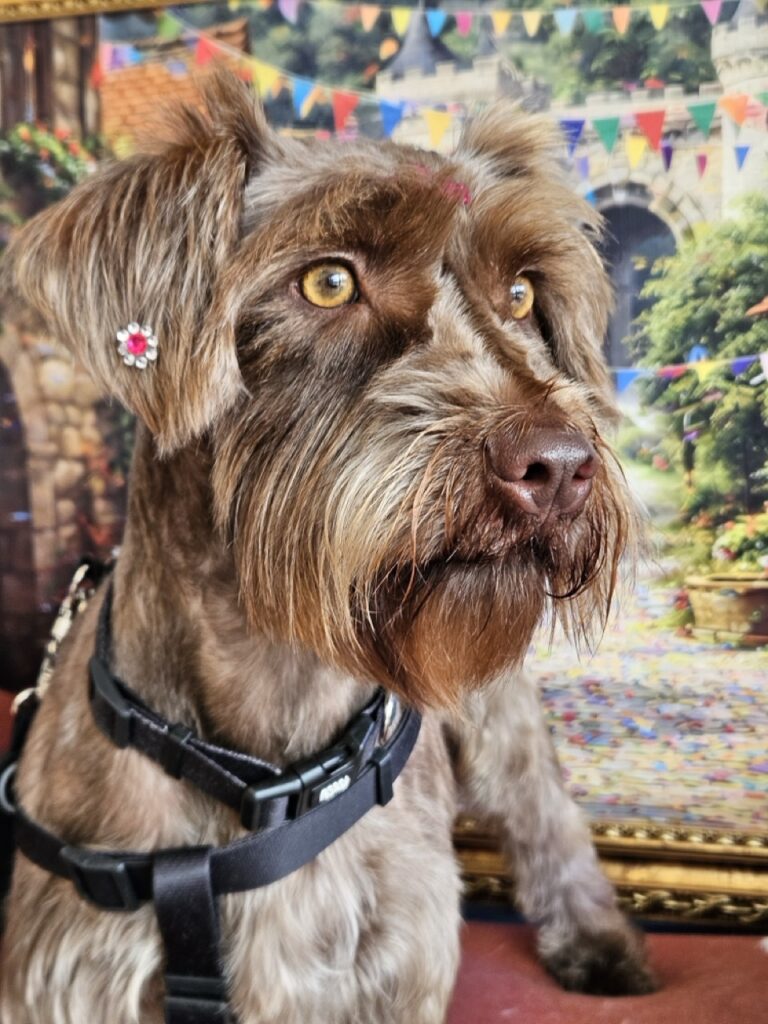 Foto de capa