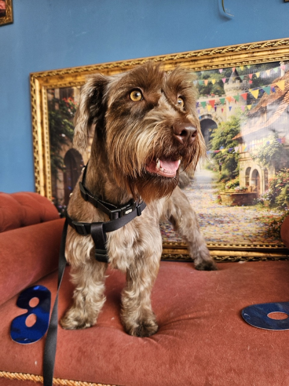 Tosa Tosa da Raça em Belinha, Schnauzer, feita na Realeza Pets