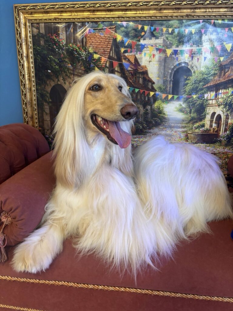 Chanel D’Kzammp, Afghan Hound atendido na Realeza Pets