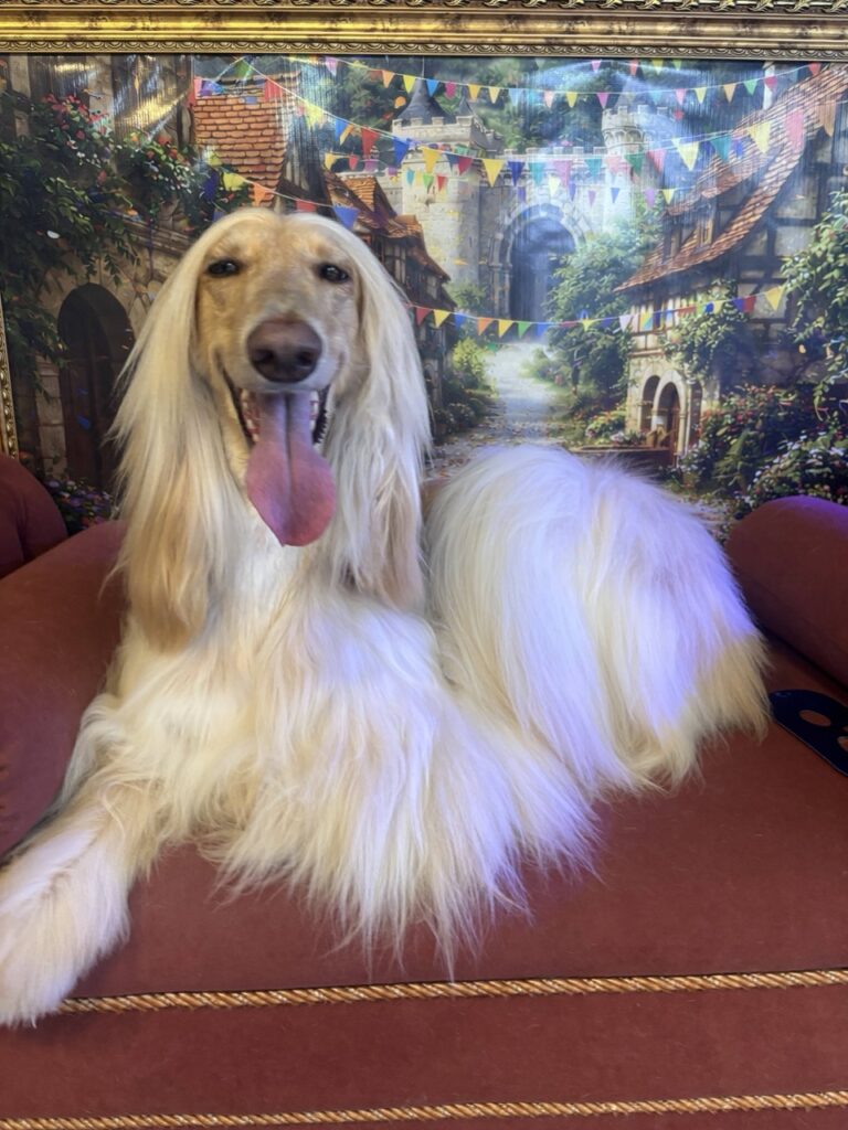 Foto de capa