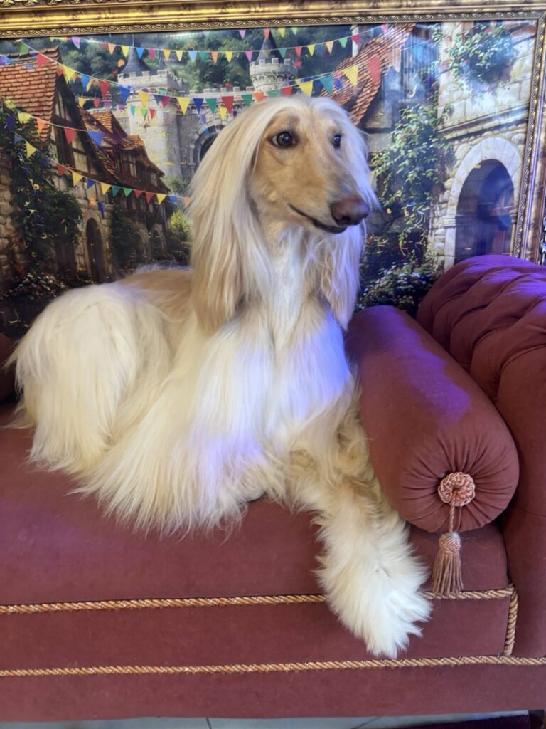 Foto de capa