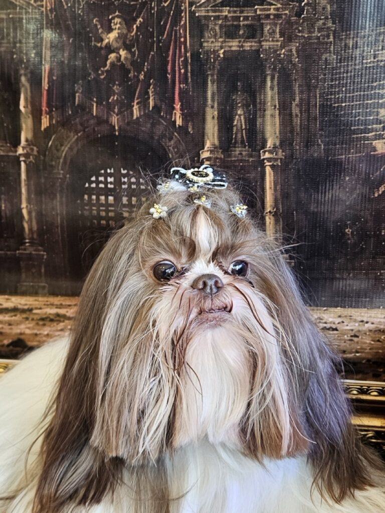 Leia na Realeza Pets, foto 22