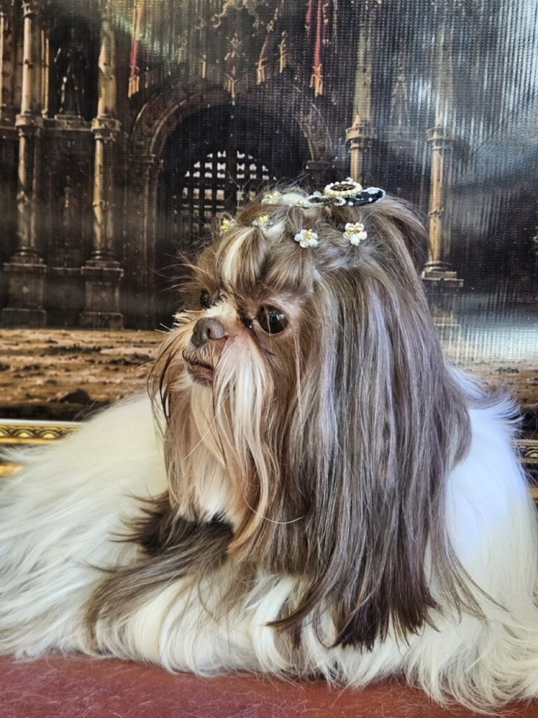Leia na Realeza Pets, foto 23
