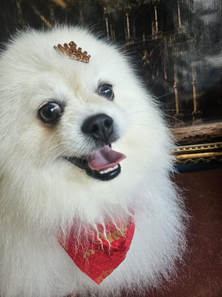 Fred na Realeza Pets, foto 33