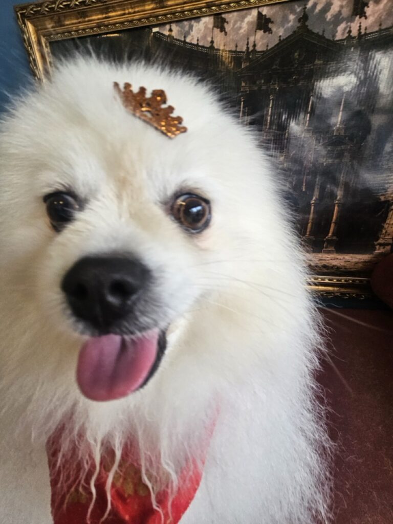 Fred na Realeza Pets, foto 34