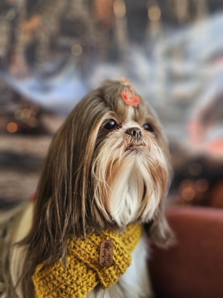 Leia na Realeza Pets, foto 12