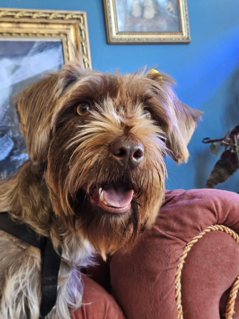 Belinha, Schnauzer atendido na Realeza Pets