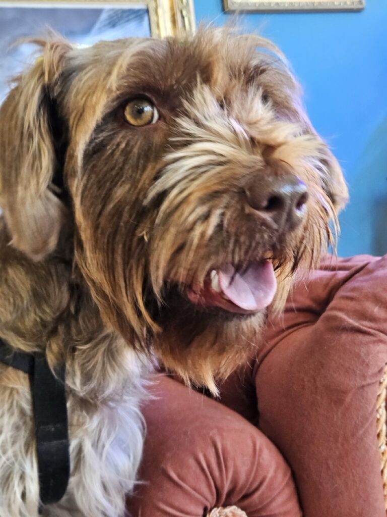 Belinha na Realeza Pets, foto 12