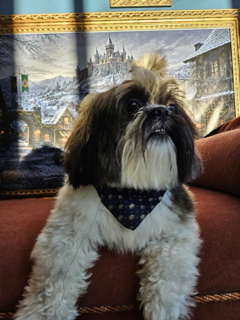 Teo, Shih Tzu atendido na Realeza Pets