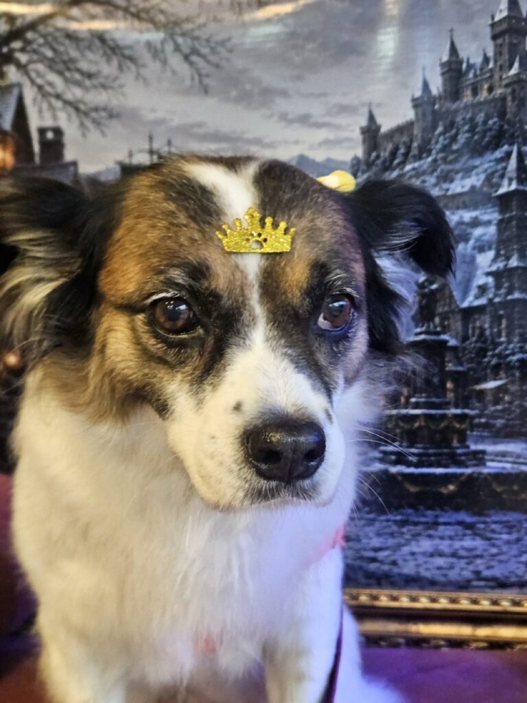 Princesa na Realeza Pets, foto 18
