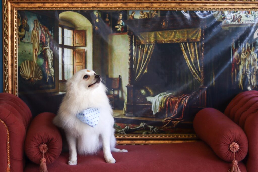 Dior na Realeza Pets, foto 6