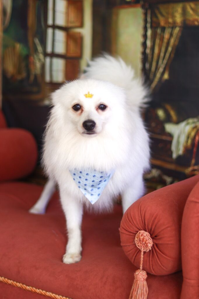 Dior na Realeza Pets, foto 7