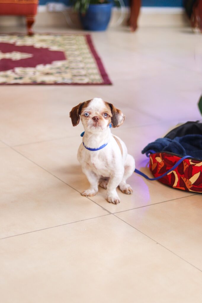 Maylon na Realeza Pets, foto 18