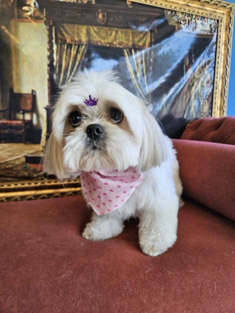 Sapeca na Realeza Pets, foto 5