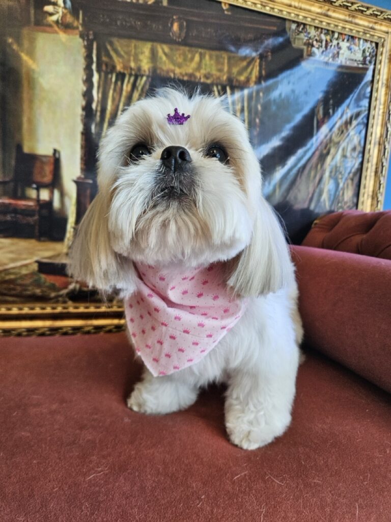 Sapeca na Realeza Pets, foto 6