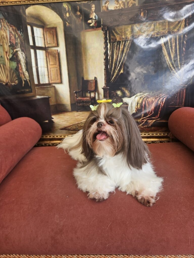 Leia na Realeza Pets, foto 6
