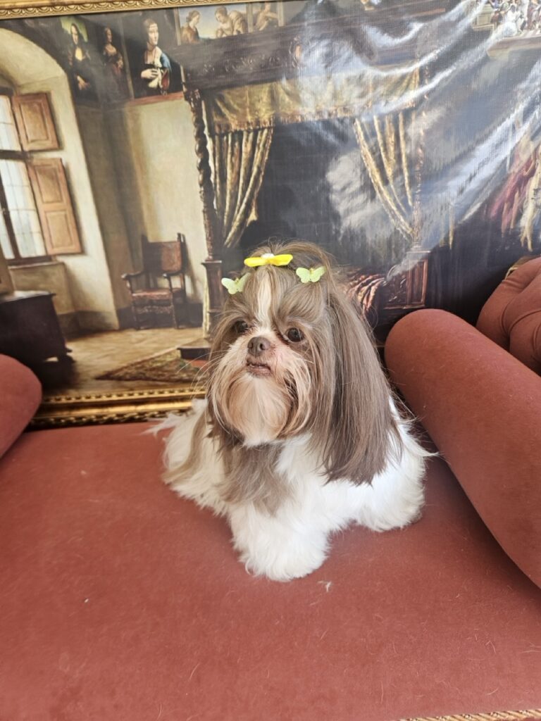 Leia na Realeza Pets, foto 7