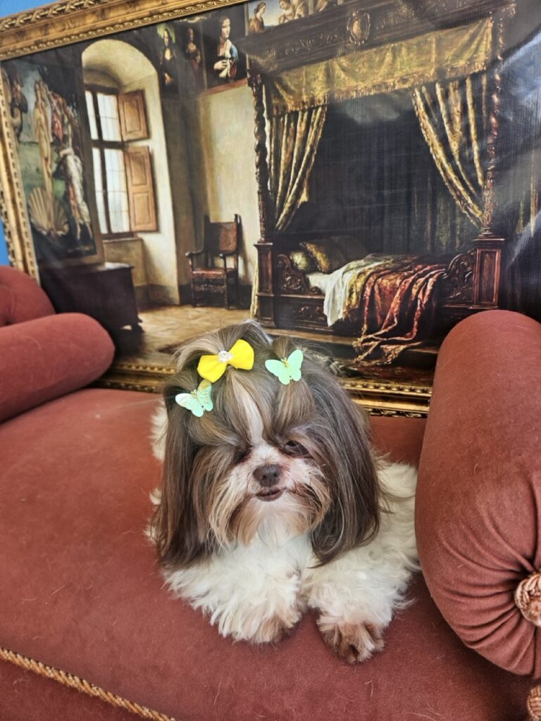 Leia na Realeza Pets, foto 8